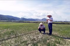 Alertan que la sequía puede afectar a más de 65 mil hectáreas de tierras agrícolas en el centro Vietnam. 