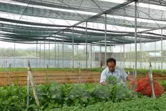 Afirman que provincia vietnamita de Dak Lak necesita dirección clara para la agricultura orgánica