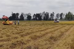 Provincia vietnamita de Bac Lieu expande cultivo de las mejores variedades de arroz del mundo