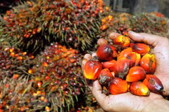 Reducirá producción de aceite de palma de Malasia al cierre de 2020