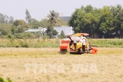 Vietnam por acelerar la mecanización de la agricultura e industria de procesamiento
