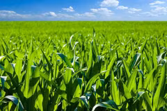 Tailandia busca promover la agricultura verde