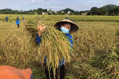 Vietnam traza 17 objetivos de desarrollo sostenible hasta 2030