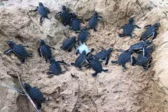 Liberan en provincia vietnamita 45 tortugas bebés en la naturaleza