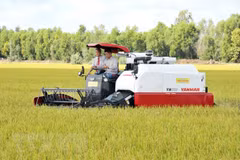 Exportará provincia survietnamita 126 toneladas de arroz a Unión Europea