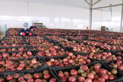 Exportaciones de verduras y frutas de Vietnam aumentan tras meses de caída