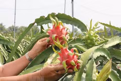 Exporta Vietnam frutas a China mediante trenes con contenedores refrigerados 