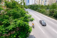 Planean plantar 600 mil árboles en Hanoi este año