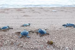 Rescatan y liberan más de 800 tortugas raras en provincia vietnamita