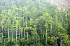Provincia norvietnamita desarrolla economía forestal sostenible y eficaz