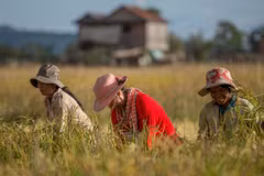 Agricultura camboyana sin capacidad de compensar situación de desempleos en el país