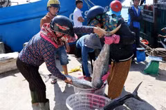 Provincia costera vietnamita por intensificar lucha contra pesca ilegal