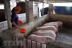 Vietnam intensifica gestión y control de precios de la carne de cerdo