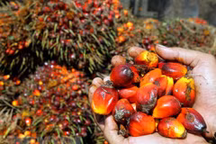 Indonesia pide a UE terminar discriminación contra productos de aceite de palma
