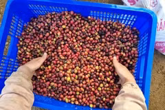 Productos vietnamitas acaparan atención de empresarios israelíes