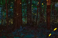 El bosque de luciérnagas (Fuente: thanhnien.vn)