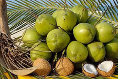 Los cocos frescos vietnamitas tienen la oportunidad de exportarse oficialmente a China. (Fuente: hiephoiduabentre.vn)