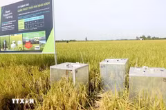 Se utiliza equipo para medir las emisiones de gases de efecto invernadero en un modelo de cultivo de arroz orgánico en Can Tho. (Fuente: VNA)
