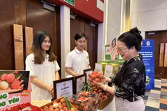 Muchas personas adornan el lichi de huevo de Hung Yen (Fuente: Vietnam+)