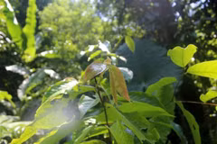 La planta Tra hoa trai mong (Camellia pleurocarpa) en la Reserva Natural Pu Luong (Fuente: VNA)