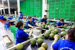Exportaciones de hortalizas y frutas de Vietnam aumentan más del 30%