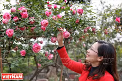 Cultivo de antiguas variedades de rosa en Hung Yen