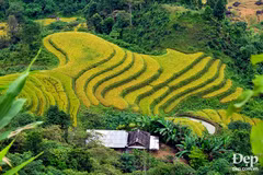 Pintorescas terrazas de arroz de Hoang Su Phi en el Norte de Vietnam