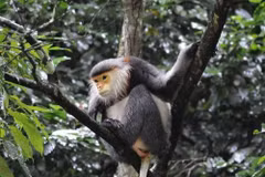 Vietnam se esfuerza para proteger a primate endémico 