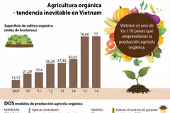 [Infografía] Agricultura orgánica-tendencia inevitable en Vietnam