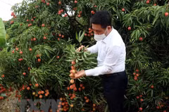 Venderán lichi vietnamita de Bac Giang en plataformas de e-comercio 