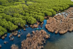 Provincia vietnamita por proteger bosques costeros