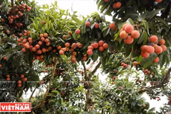 Mejorarán calidad y eficiencia de árboles frutales en localidad vietnamita de Luc Ngan - Bac Giang 