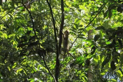 Liberan en Vietnam animales salvajes raros a bosque 