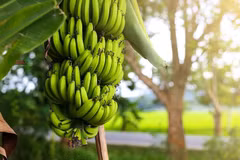 Provincia vietnamita de Ca Mau busca elevar valor del plátano