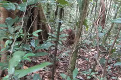 Provincia vietnamita libera especies salvajes en su hábitat natural