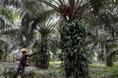 Obtendrá Malasia 72 millones de dólares por impuestos de aceite del palma