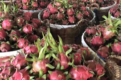 Exportaciones de verduras de Vietnam superan mil millones de dólares 