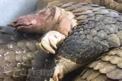 Aumenta tasa de manejo de violaciones relacionadas con vida silvestre en Vietnam