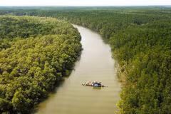 Vietnam busca promover protección y desarrollo de bosques en áreas costeras