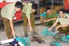 Persiste complejidad del tráfico de vida silvestre en Vietnam 