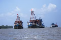 Vietnam determina a rectificar la pesca ilegal en aguas extranjeras