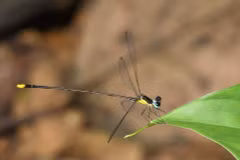 Descubren en Vietnam nueva especie endémica de zigóptero
