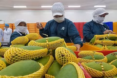 Exportaciones hortofrutícolas de Vietnam superarán los cuatro mil millones de dólares