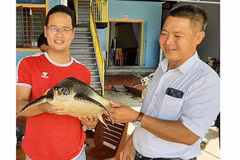 Devuelven en Vietnam rara tortuga a su hábitat natural