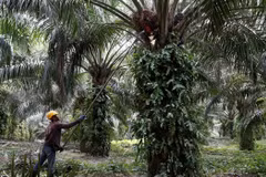 Malasia presenta demanda contra la UE por frenar biocombustible de palma