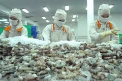 Apunta Vietnam a alcanzar cuatro mil millones de dólares por exportaciones de camarón en 2021