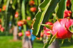 Vietnam busca medidas para llevar pitahaya a la India y Pakistán