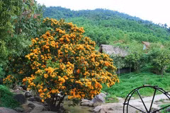 Ri Rung en plena floración embellece paisajes de Da Nang en Vietnam 