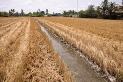 Primer ministro de Vietnam dirige respuesta a intrusión salina en delta del río Mekong