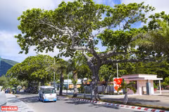 Árboles patrimoniales - Espacios verdes en Hanoi